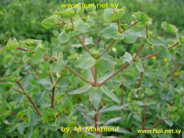 Euphorbia terracina L.